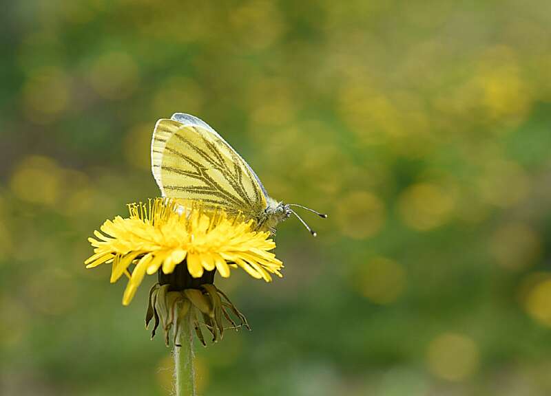 Свіжий погляд на карантині. Ось так у нас цвіте кульбаба