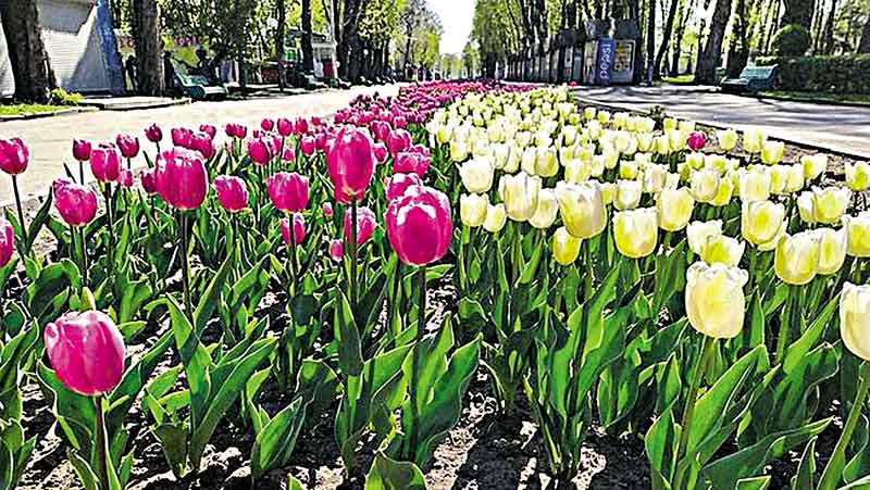 40 000 тюльпанів у Вінницькому парку готували до квіткового фестивалю «Фанфан-Тюльпан»