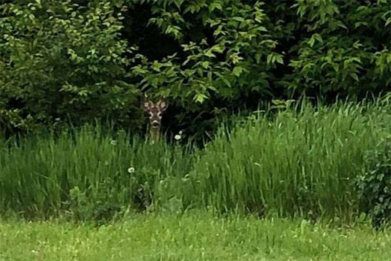 Вінничани стверджують, що по місту розгулюють олені