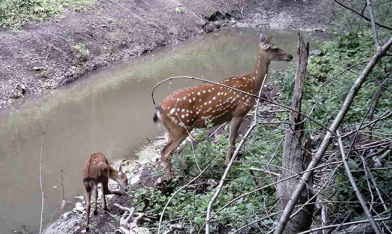 Олені плямисті скидають роги і готуються народжувати малюків