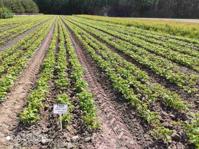 Лісівники Вінниччини рятують ліси від наслідків негоди