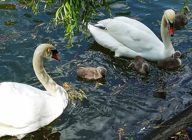 У вінницьких лебедів Адама і Єви з’явилося 5 малюків