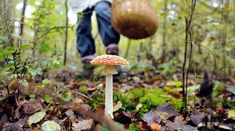 На Вінниччині зафіксовано випадок отруєння грибами