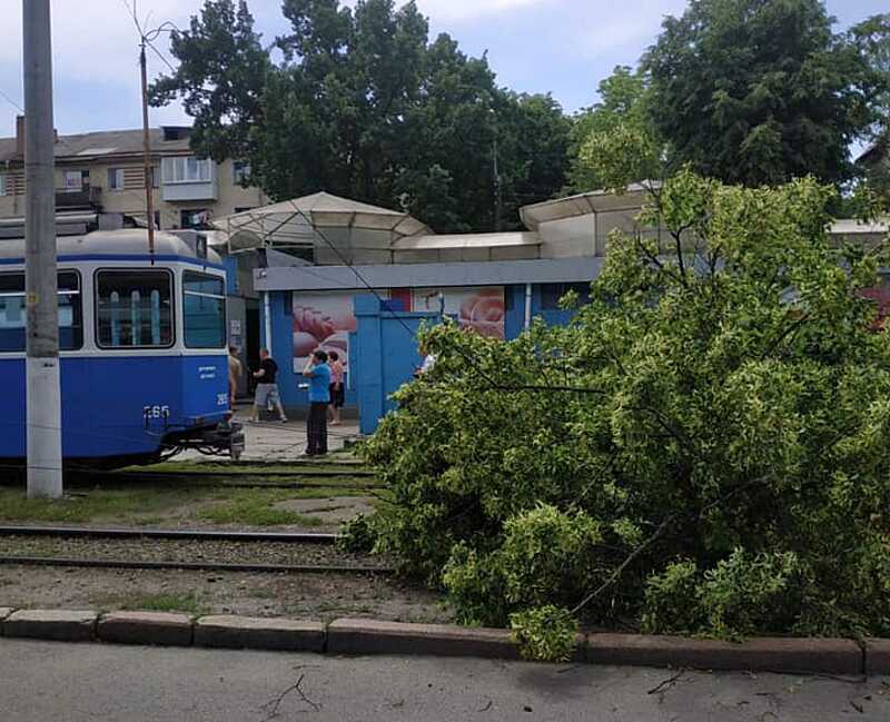 На Лісопарку дерево впало на колії… Трамваї стоять!