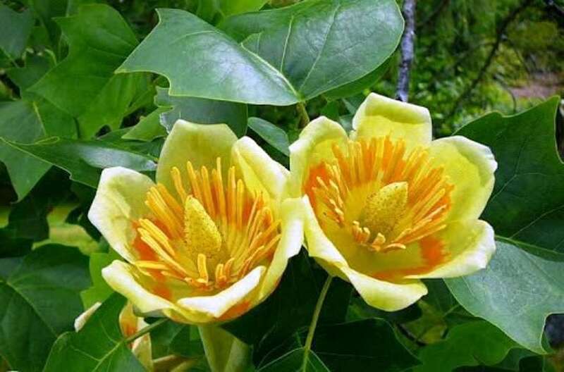 Как выглядит тюльпановое дерево цветущее фото