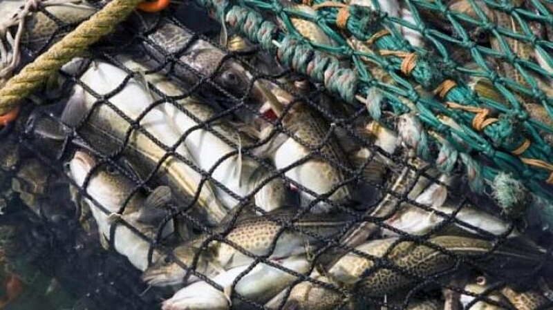 У Вінницьких браконьєрів є «улюблені місця»: двох викрадачів риби затримали на одному місці