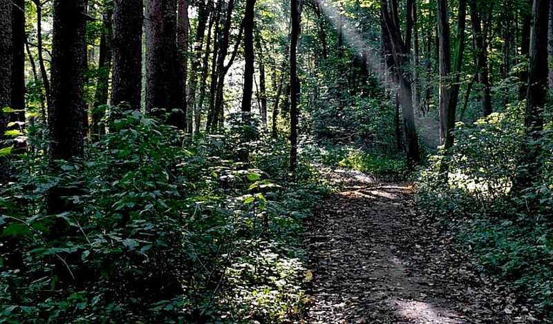 Вінницька прокуратура відслідковує сферу охорони лісових ресурсів