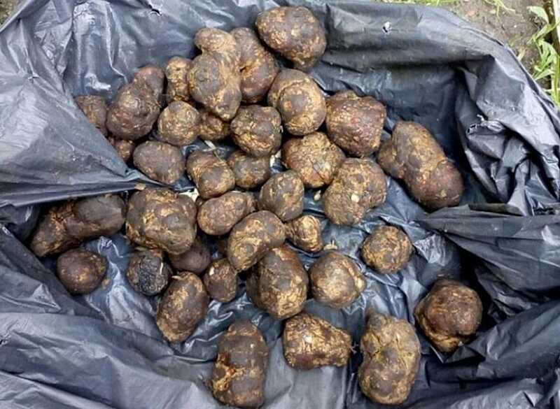 У Калинівському лісі подружжя знайшло пів кілограма трюфелів