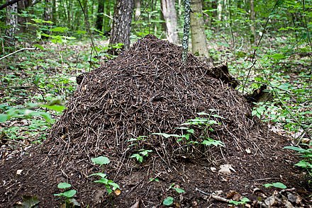 Вінницькі лісники почали облаштовувати літні мурашники
