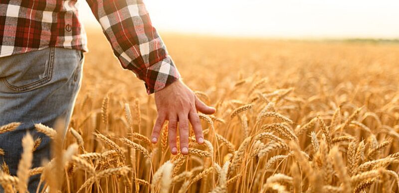 В Україні ввели нове свято — День фермера