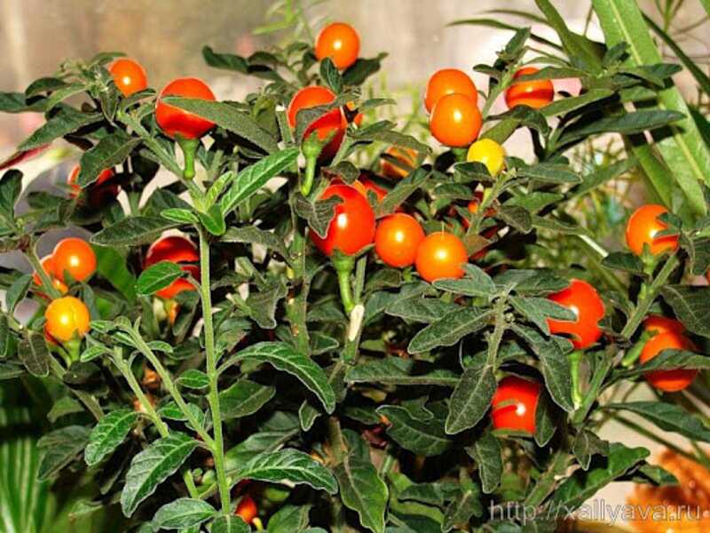 Улюбленцями вінничан цього тижня стали декоративні помідори – пасльони
