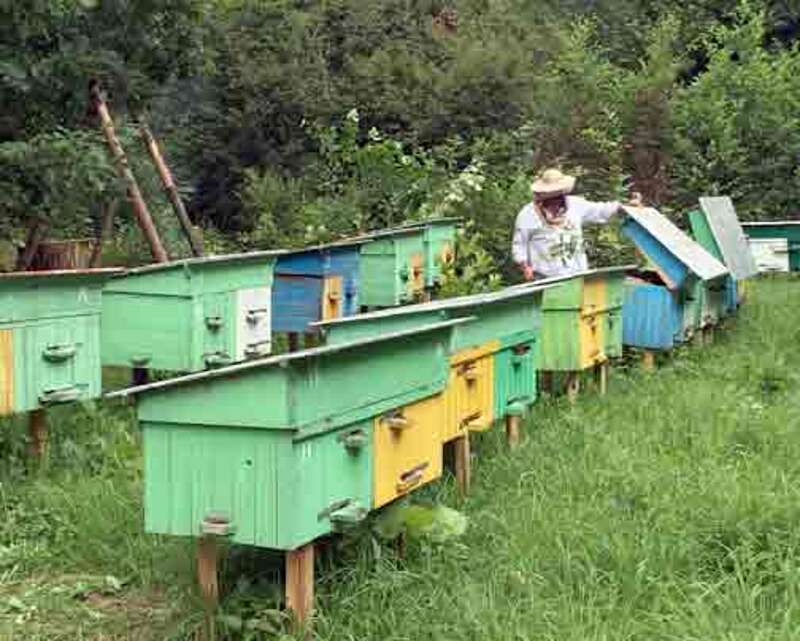 Сусідські бджоли кусають наших дітей