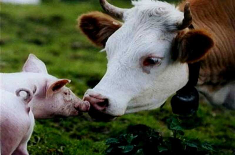 У Вінницькій області зменшується поголів’я корів та свиней