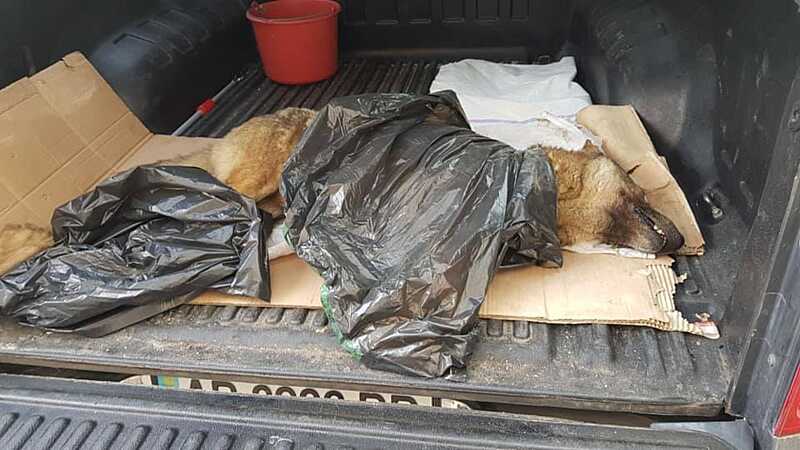 Скандал у Гнівані – зоозахисники повстали через отруєного пса. Місцеві ж кажуть, що той кусав дітей