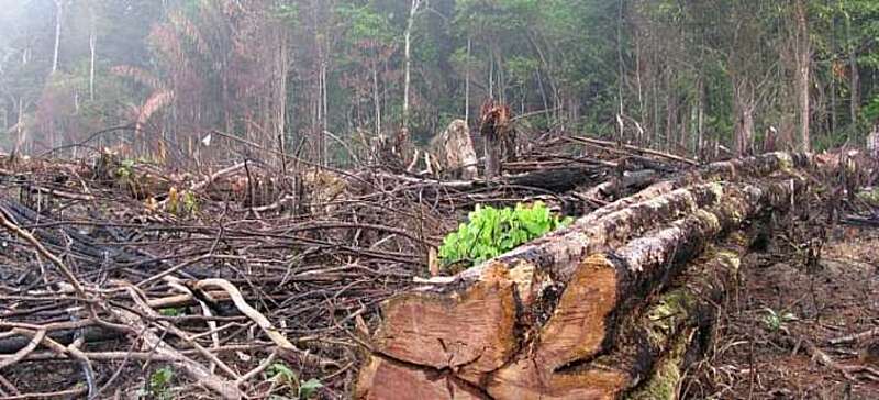 За вирубку лісів – пів мільйона штрафів