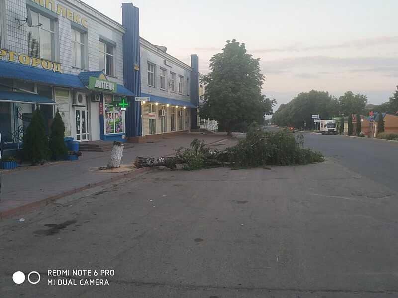 У центрі Шаргорода вночі вирізають дерева