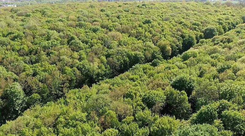 Вінницький ліс фотографуватимуть з висоти пташиного польоту