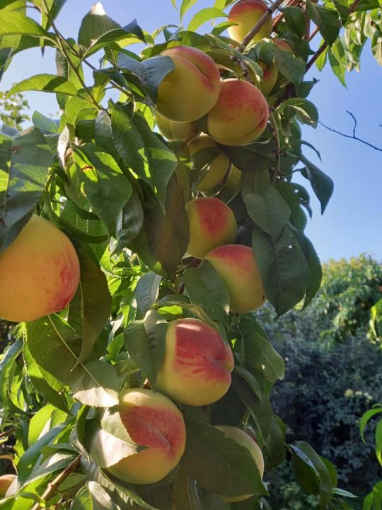 Супер-персики в садку старости Могилівки