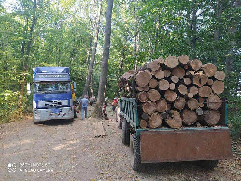 На 20 мільйонів гривень вирубали ліс на Вінниччині