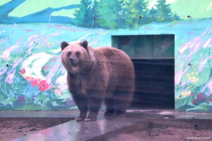 Ведмедів Подільського зоопарку пригостили яблуками та медом