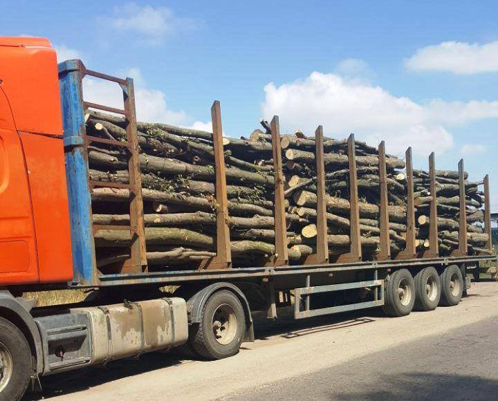 25 кримінальних проваджень відкрито по незаконних вирубках лісів