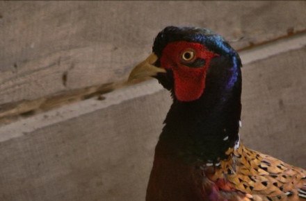 Сотні фазанів та ланей випустили у дику природу на Вінниччині