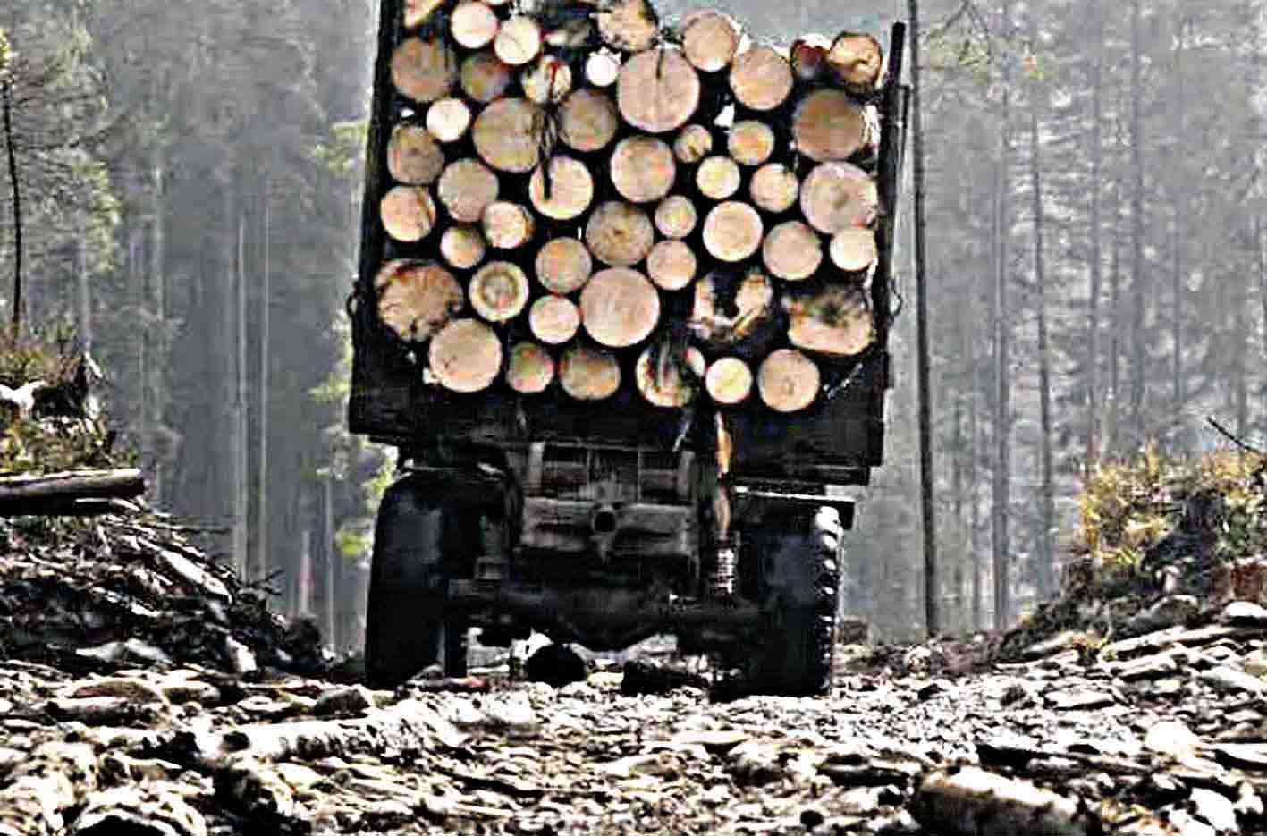 «Чорні лісоруби» крадуть елітні породи деревини на мільйони гривень