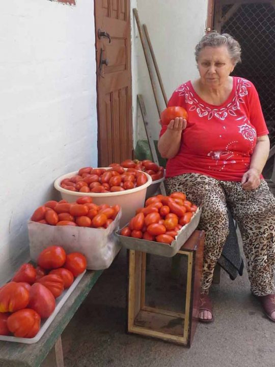 Вінниччина – «помідорний рай»