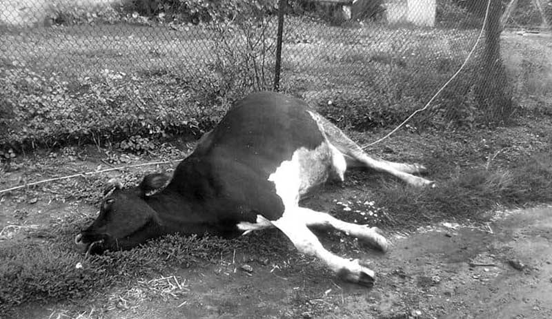 Селяни повстали через енергетиків. Днями через їхню халатність вбило корову!