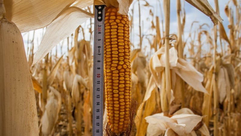 Аграріям Вінницької області залишилося зібрати кукурудзу з 35% площ