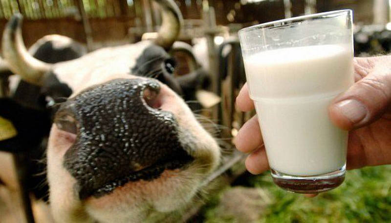 Об’єм виробництва молока збільшився на Вінниччині
