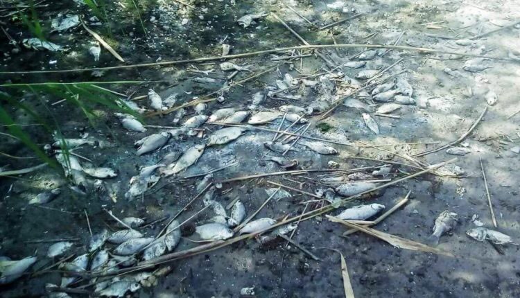 Масово гине риба на водосховищі у Бершаді