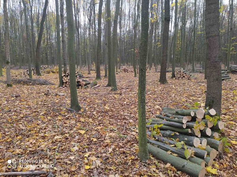 У Дашівському лісомисливському господарстві незаконно зрубали понад 1 тисячу дерев 9 мільйонів — розмір заподіяної шкоди