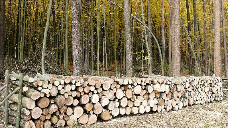 Вінницькі лісівники стверджують: хто гріється дровами, той вміє економити!