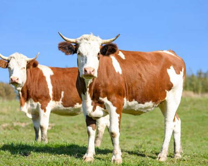 На Вінниччині та інших областях зменшується кількість корів