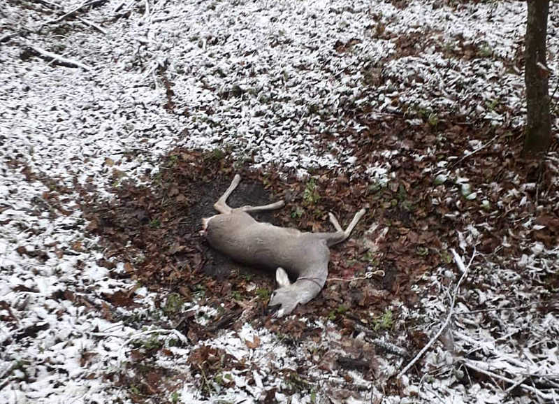 На території Чечельницького району вбито козулю європейську