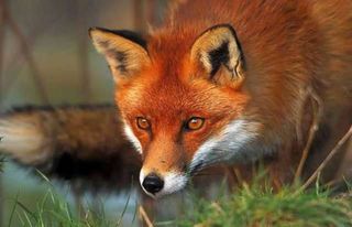 Дикі лисиці атакують подвіря у Могилівці та Демидівці