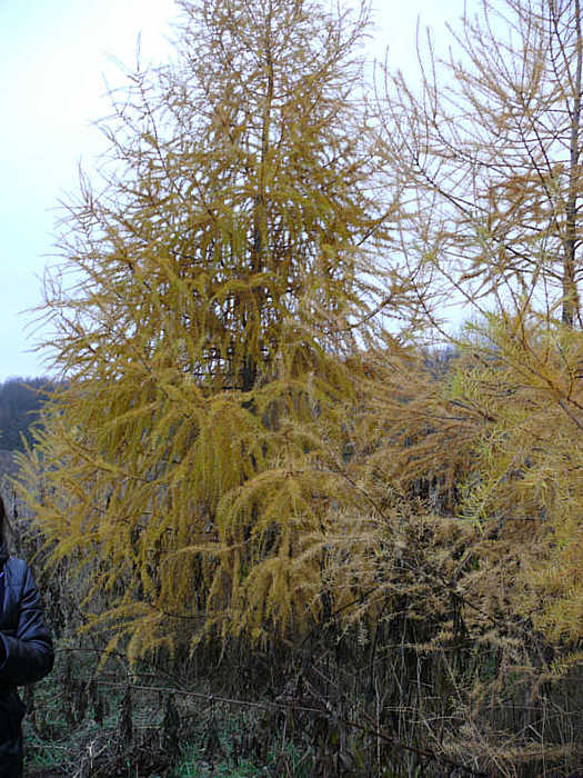 Золота краса модрин у лісах Вінниччини