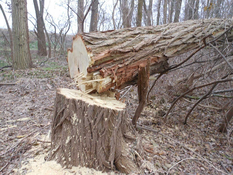 Незаконно вирубують дерева вздовж доріг