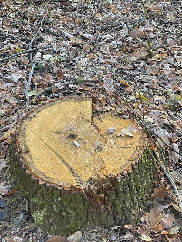 Масово знищують ліс на Вінниччині (відео)