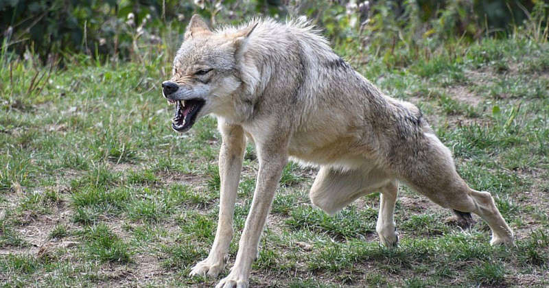 Вовки оселились на території Самгородської ОТГ