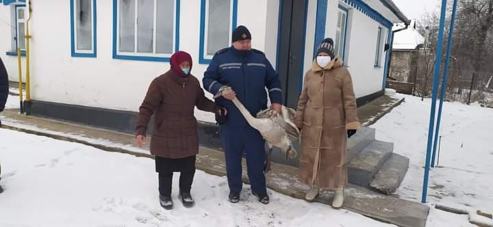 Обмерзлого лебедя врятували в Оратові