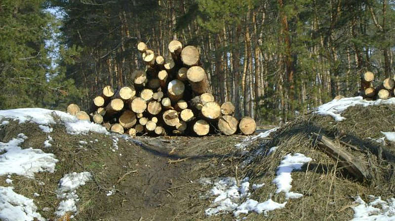 Понад 30 мільйонів гривень доведеться сплатити підприємству за незаконне вирубування дерев