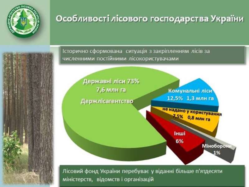 211 га лісу вартістю майже 300 млн гривень повернуто
