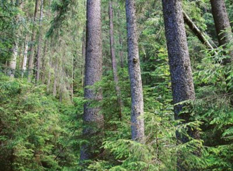 4,5 га лісу вартістю майже 5 млн грн повернути Якушинецькій громаді вимагає прокуратура