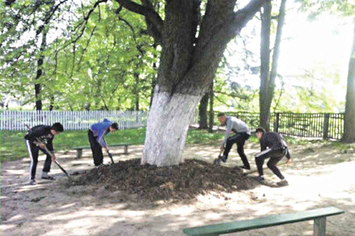 Каштан Березовського у Перепільчинцях оголосять ботанічним пам’ятником природи
