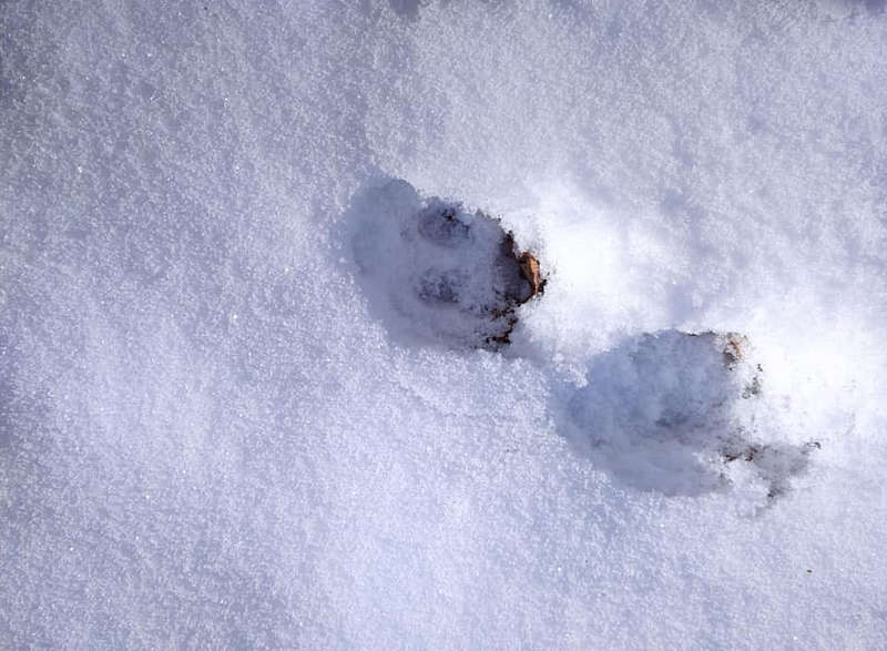 Відбитки на снігу: про що розкажуть сліди мешканців вінницьких лісів?