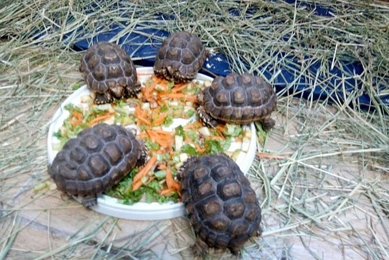 П’ять рідкісних черепах з Беніну оселилися у «Подільському зоопарку»