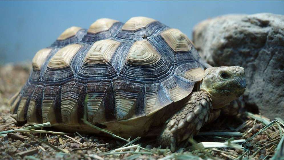 У Вінниці до Подільського зоопарку привезли рідкісних сухопутних черепах  виду шпороносних