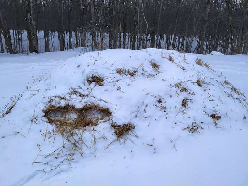 Як і для чого зберегти сніг до травня, знають лісівники Вінниччини